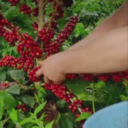 PREMIUM MEDIUM DARK ROAST - GROUND